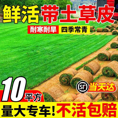 带土免修剪百慕大台湾草皮