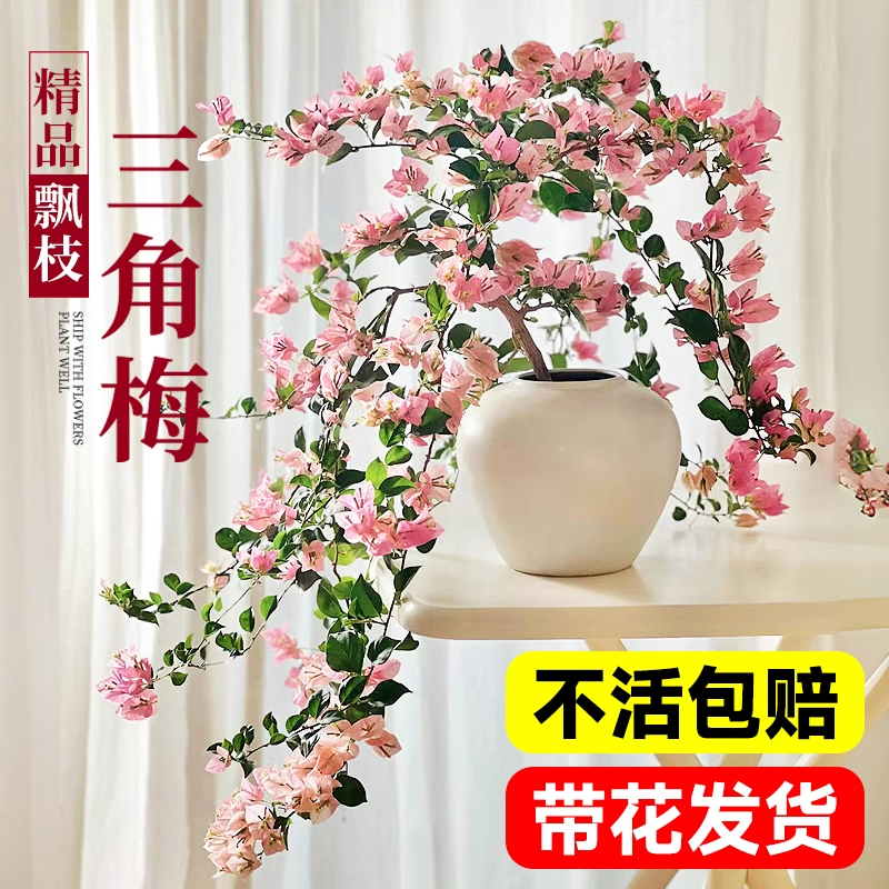 三角梅盆栽绿漳红樱带花爬藤植物马斯精品大苗耐寒老桩四季开花卉