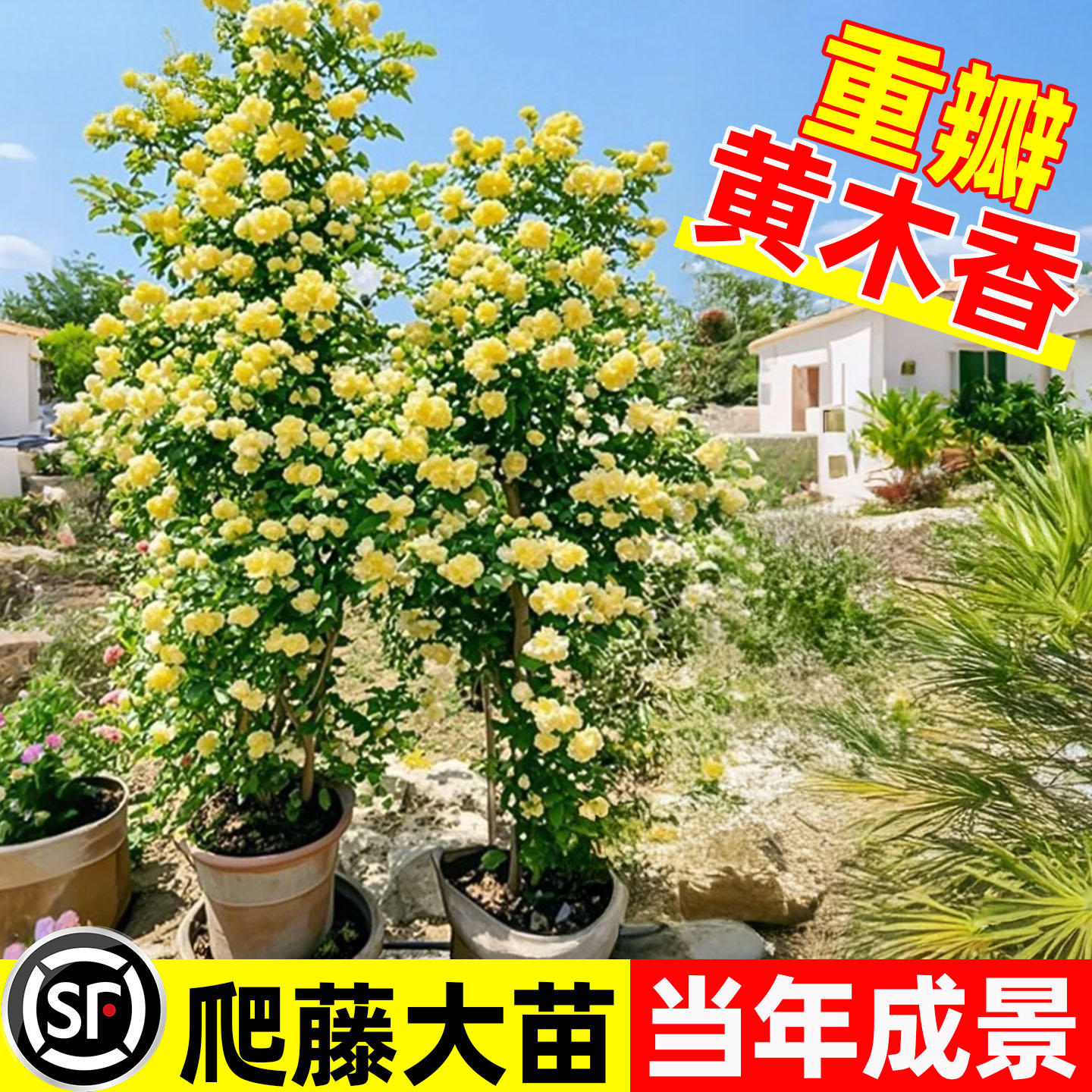 木香花苗爬藤老桩四季好养图片