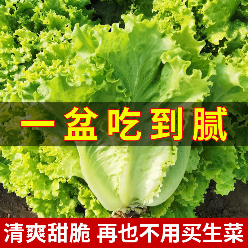 意大利生菜王种子籽四季蔬菜种孑子籽种菜籽大全奶油孔雀菜莱好种