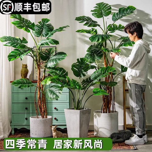 龟背竹水培盆栽室内好养绿植