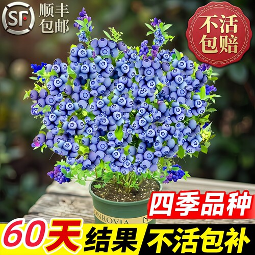 蓝莓盆栽果苗带果好养南北可种