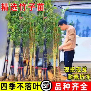 竹子苗庭院观赏植物抗冻紫竹苗黄金竹不落叶四季常青北方耐寒绿植