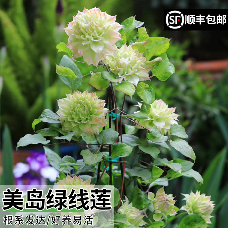 美岛绿铁线莲盆栽小苗庭院阳台丰花爬藤阳台花卉盆栽大花多季易活