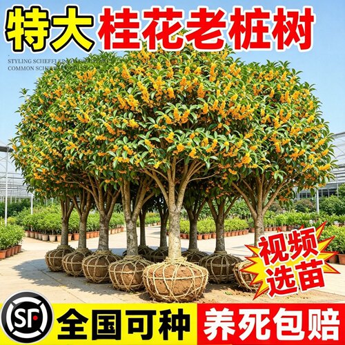 四季桂花老桩浓香庭院地栽绿植