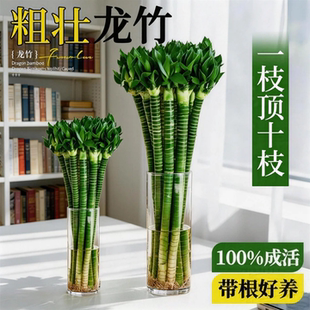 龙竹水培植物带根水养文昌竹苗节节竹转运竹鸿运竹富贵竹粗壮好养