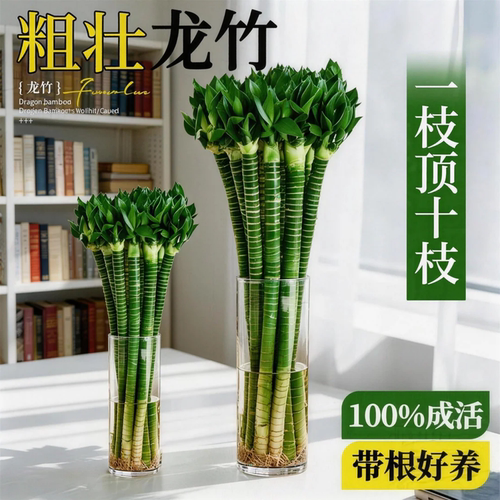 龙竹文昌竹水培带根易养招财