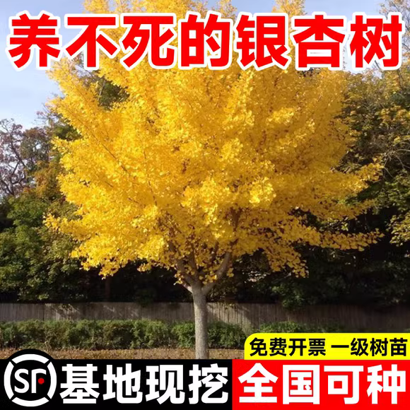 银杏树活苗金叶白果大树苗行道树