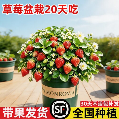 奶油红颜草莓苗盆栽南北四季好养