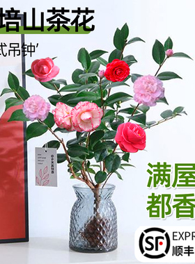 水培山茶花室内好养四季开花