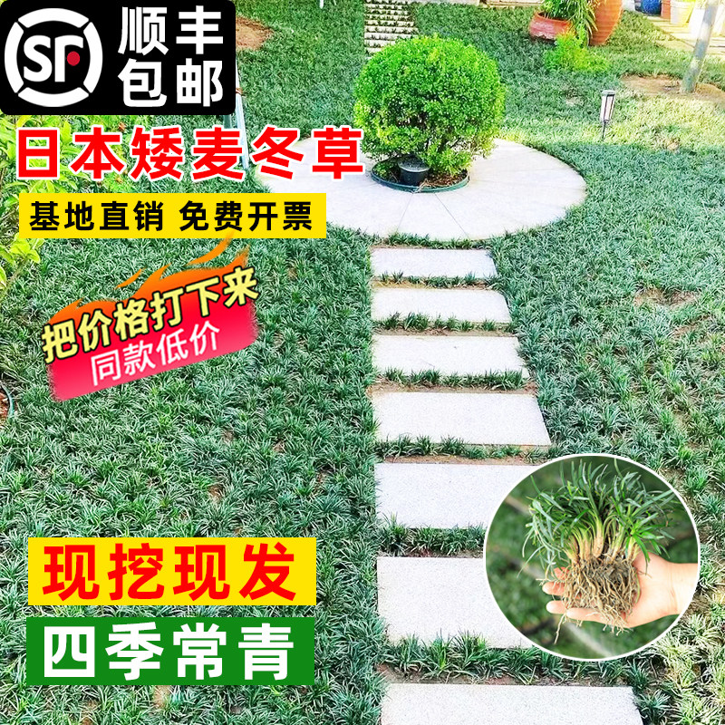 日本矮麦冬草苗耐寒抗冻庭院园林绿化植物小叶中叶麦冬草苗玉龙草