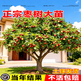 枣树活苗超甜大枣特大沾化冬枣带土球南北方耐寒种植庭院地栽果树