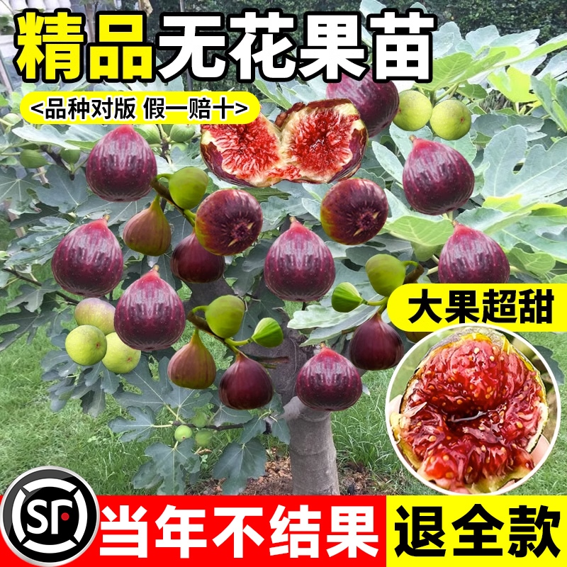 无花果树果苗特大果波姬红矮化