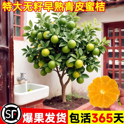 特大青皮蜜桔苗无核早熟当年果