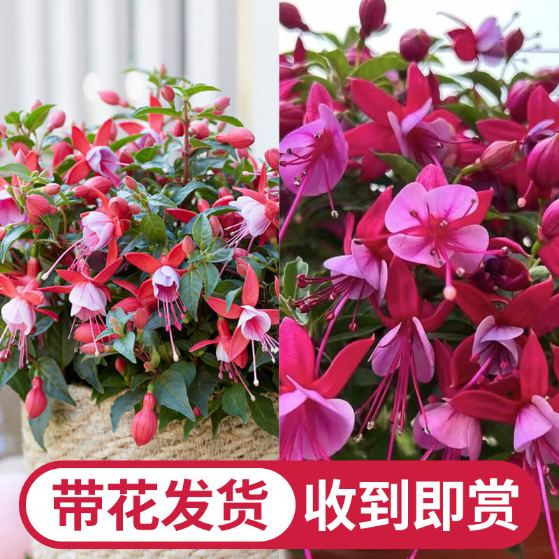 倒挂金钟盆栽带花苞重瓣大图片