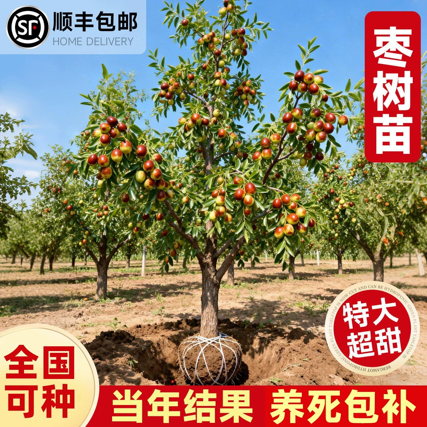枣树苗老桩枣超甜特大号带土球沾化冬枣南北方种植嫁接果树苗盆栽