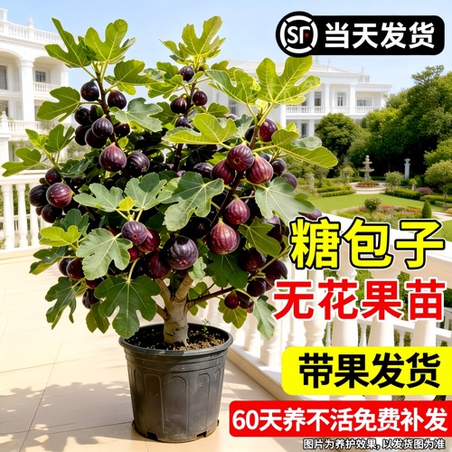 斯特拉特无花果盆栽当年结果