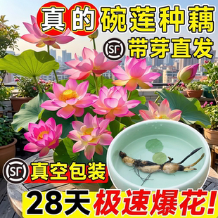 碗莲种藕水培植物根茎带芽藕种藕苗种子根苗小型观赏荷花盆栽水养