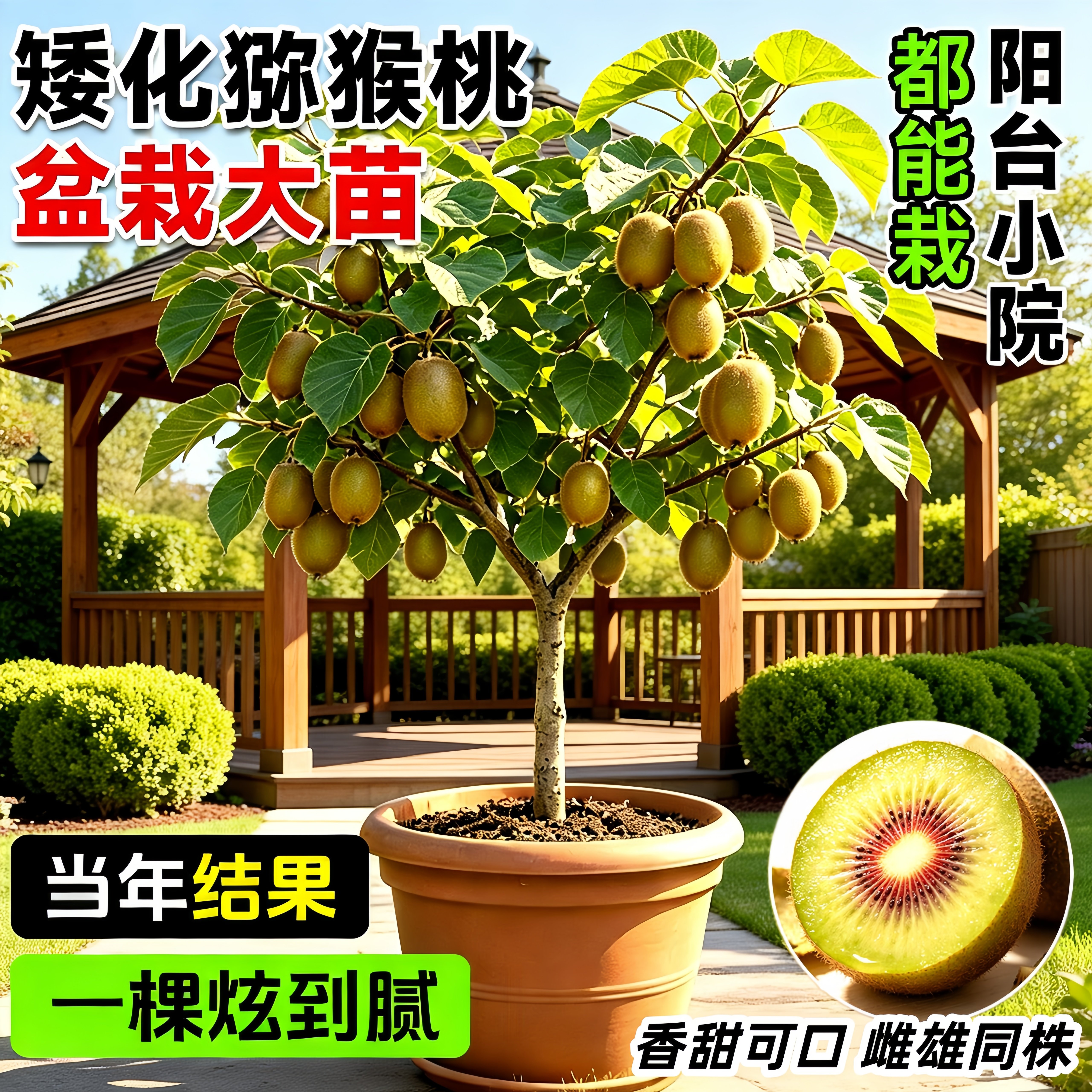 猕猴桃树苗公母同株四季好养图片