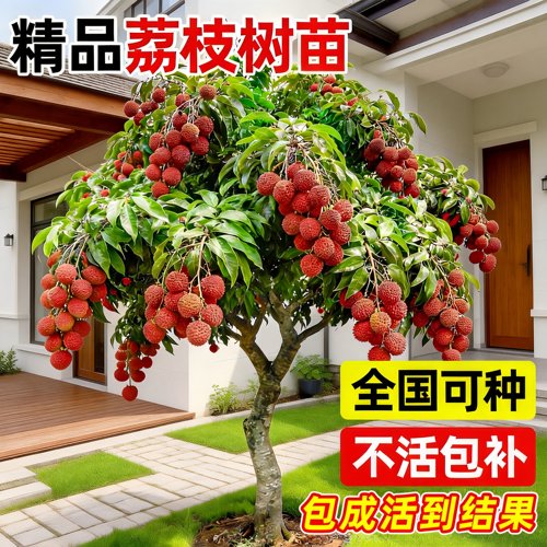 无核妃子笑桂味荔枝树苗当年果