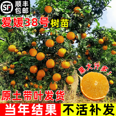 爱媛38号果冻橙果树苗果大高产