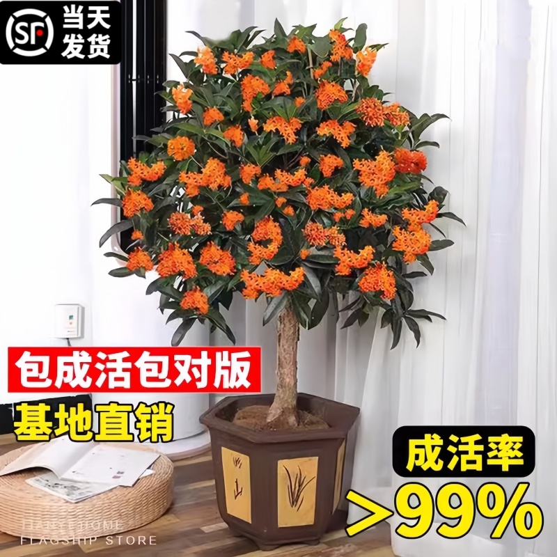 棒棒糖树形桂花树苗四季开花