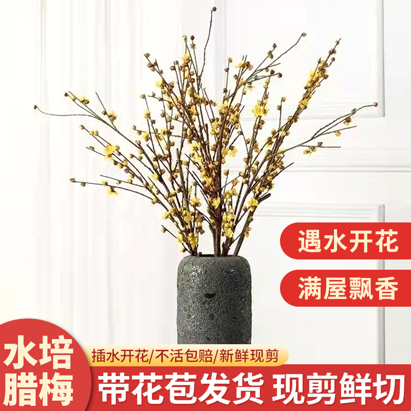 腊梅水培好养鲜切枝带花苞浓香室内客厅懒人花卉绿植四季植物摆放