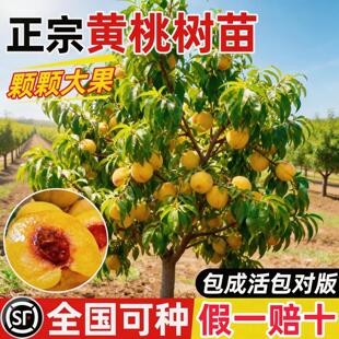 黄桃树苗桃树果苗嫁接苗冬桃油桃树果苗南方北方种植桃苗当年结果