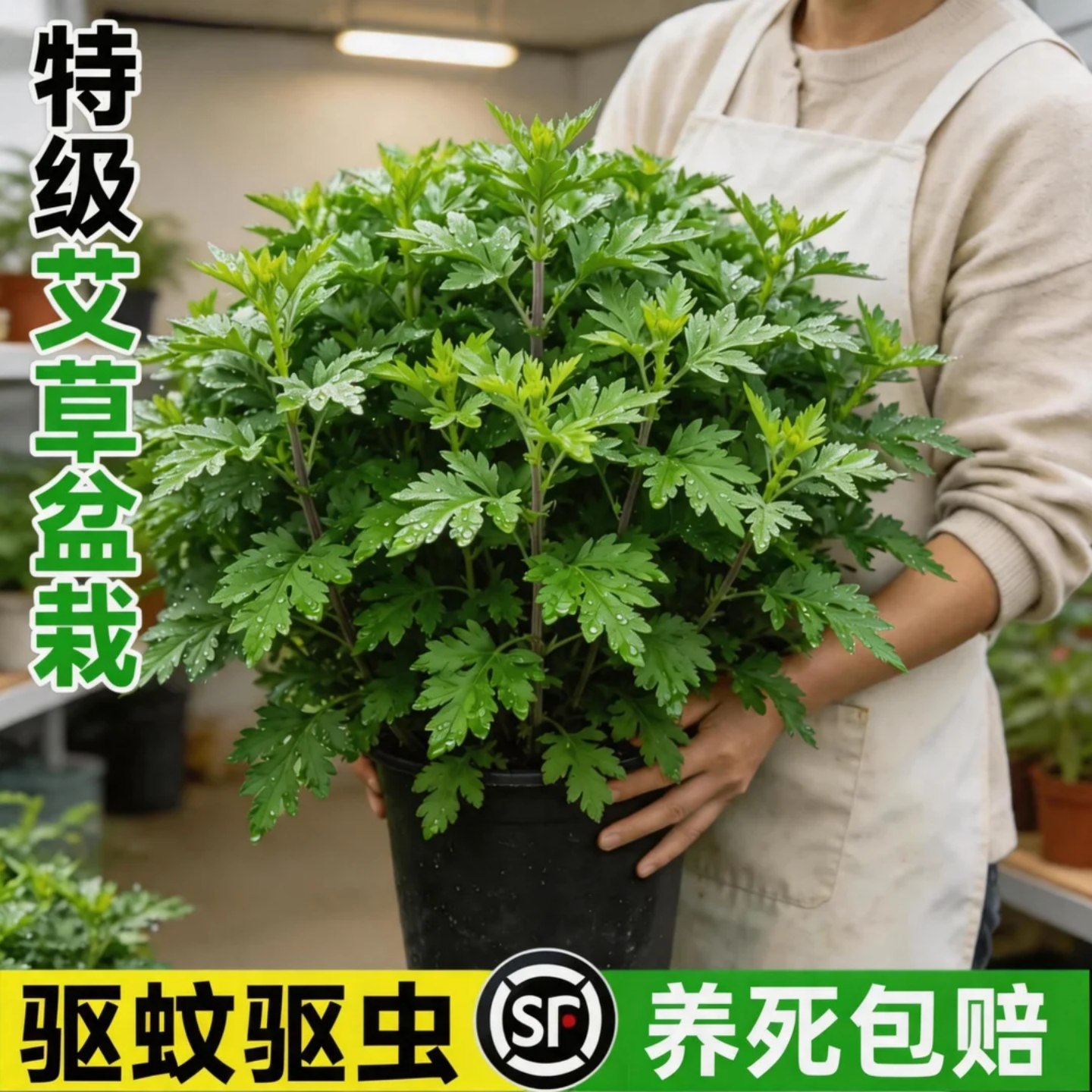 可食用艾草盆栽植物新鲜艾草叶客厅室内驱蚊香草苗绿植艾茼端午花