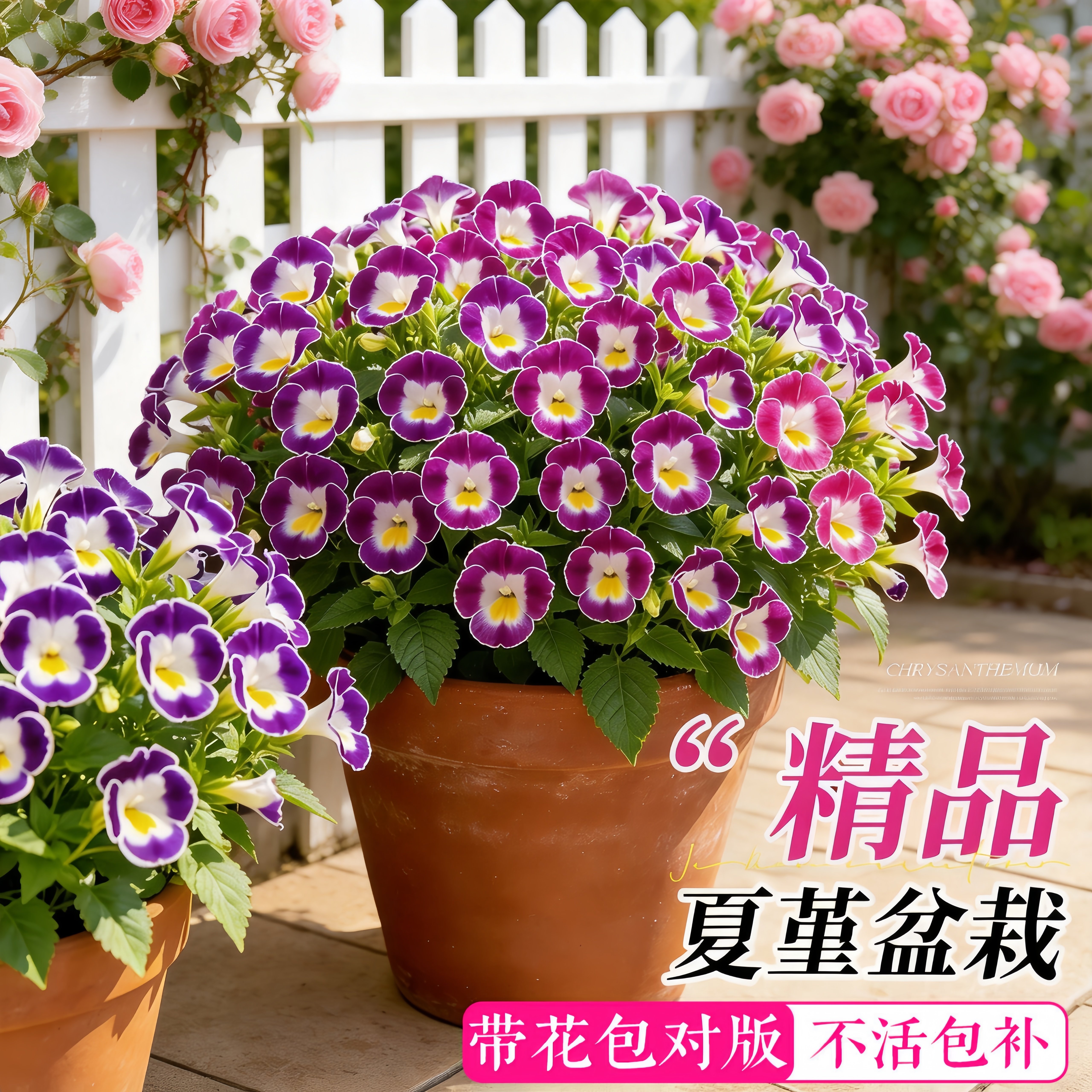 夏堇盆栽花苗夏天室内外植物盆栽阳台庭院耐热花卉绿植好养易活