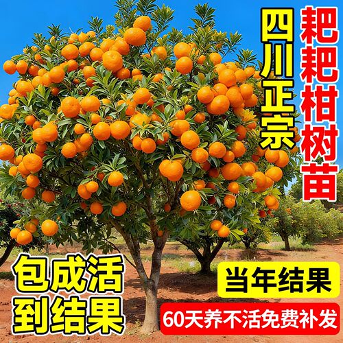 正宗四川春见耙耙柑树苗南北可种