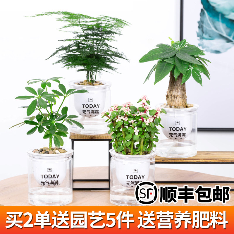 绿萝发财树多肉吊兰花卉盆栽植物室内芦荟文竹水培小绿植