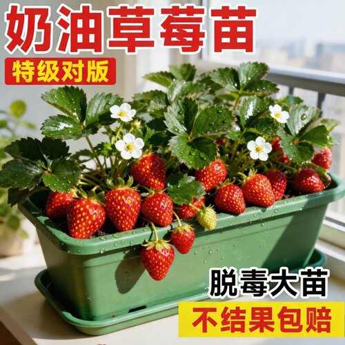 奶油草莓盆栽脱毒特大号四季果