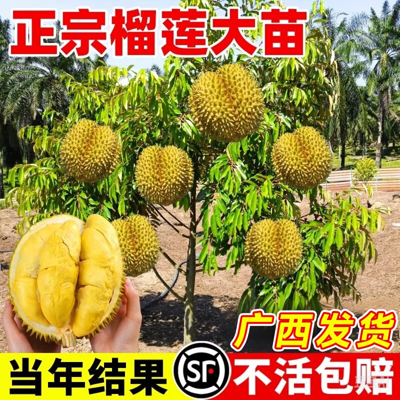 金枕榴莲树果苗南方种金枕图片
