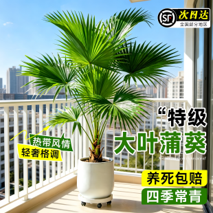 大叶蒲葵盆栽大型绿植观叶棕榈树扇叶室内外客厅植物好养四季常青