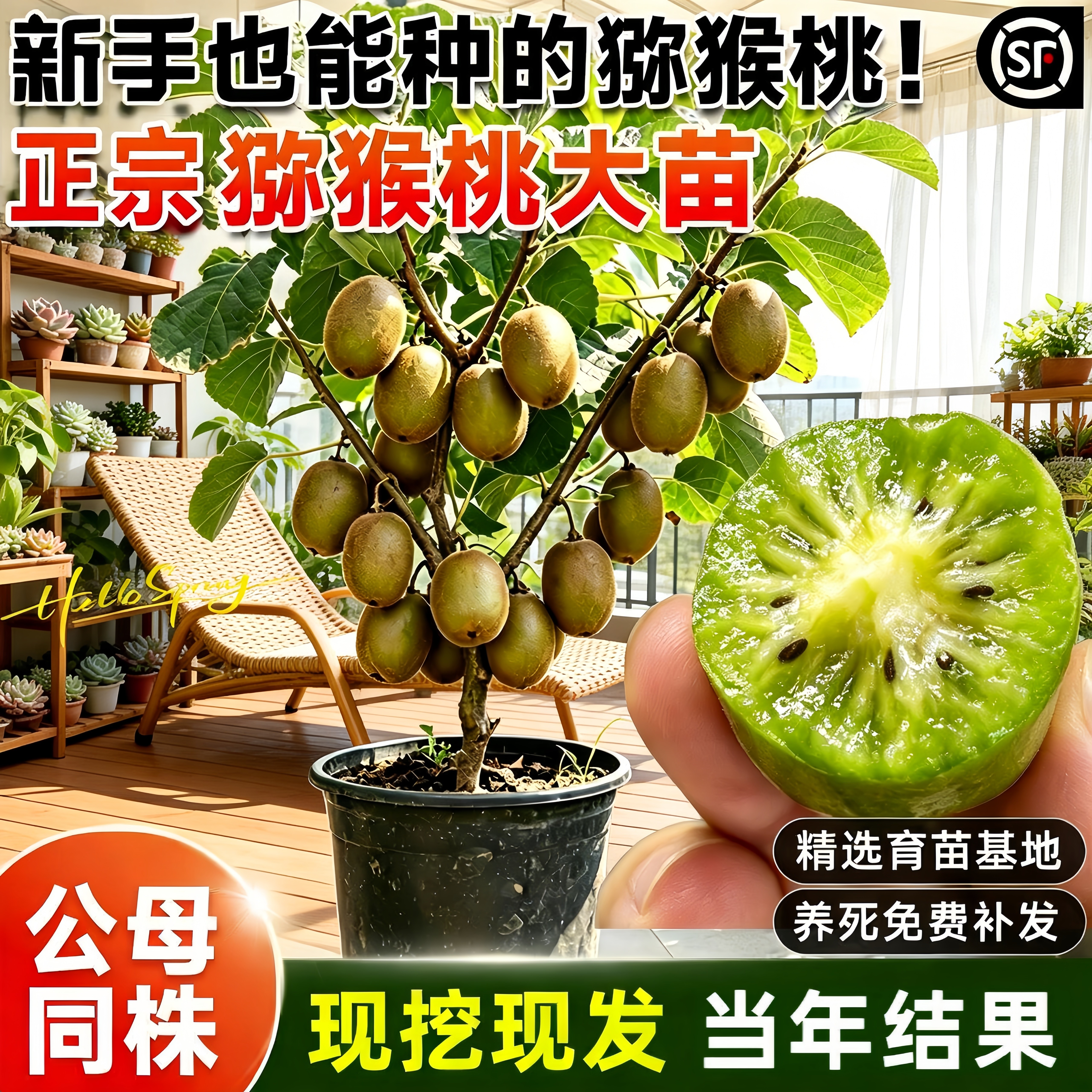 猕猴桃树苗嫁接公母同株好养图片