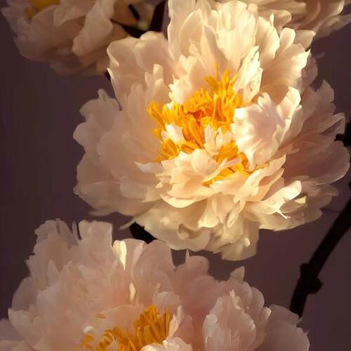 正宗洛阳牡丹花苗好养易活