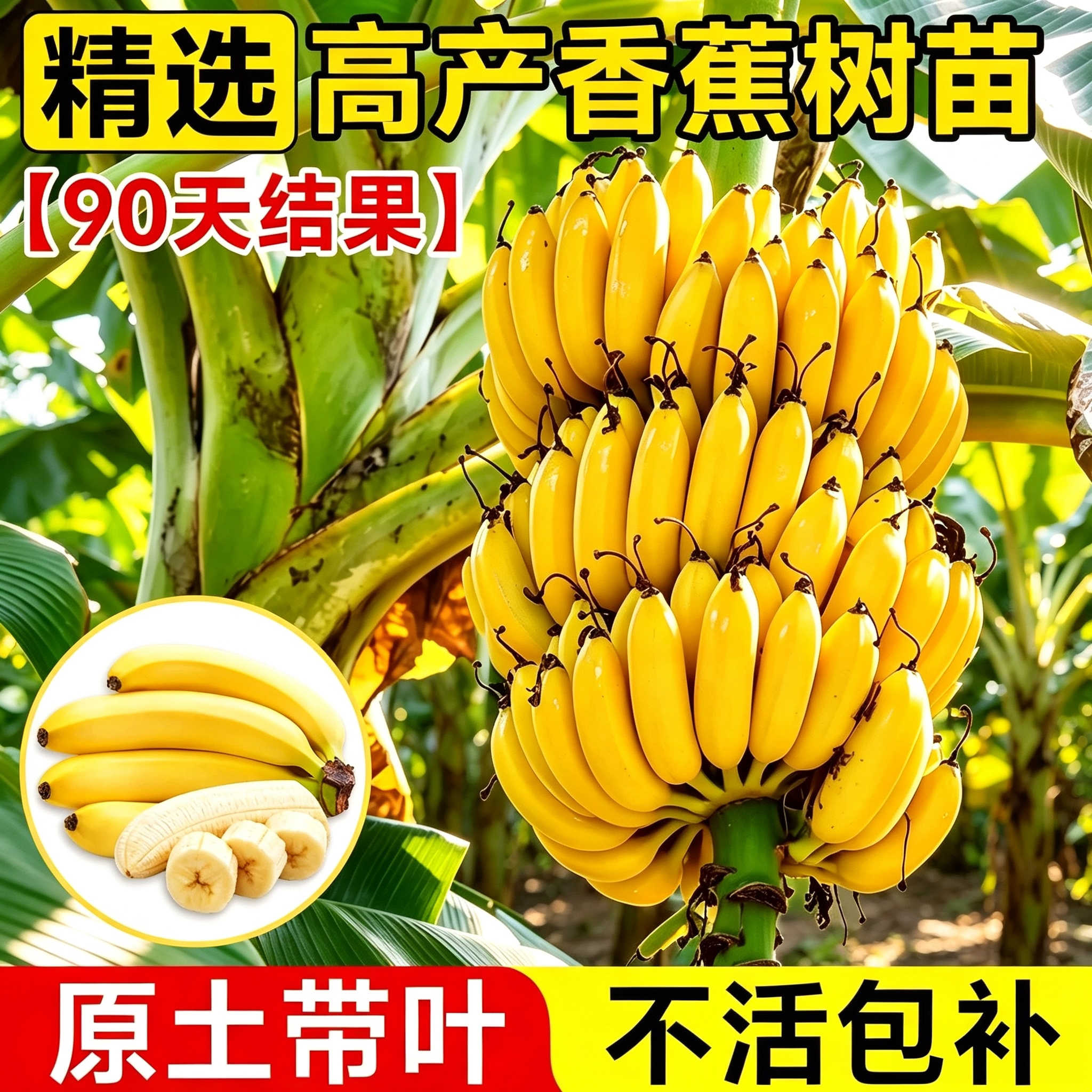 南北方庭院盆栽矮化香蕉树苗图片
