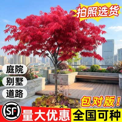 日本红枫舞姬四季小苗盆栽