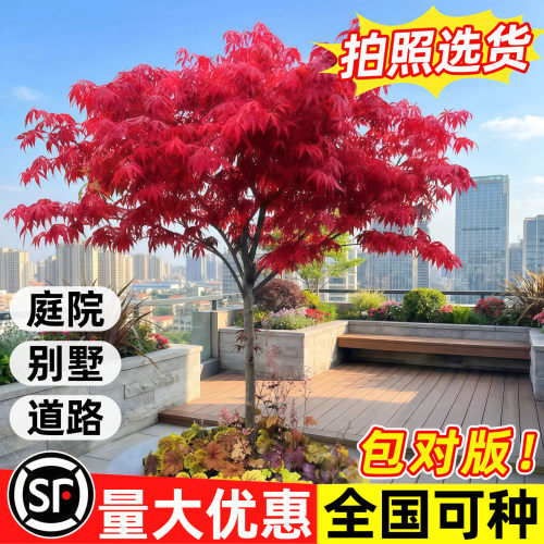 日本红枫舞姬四季小苗盆栽