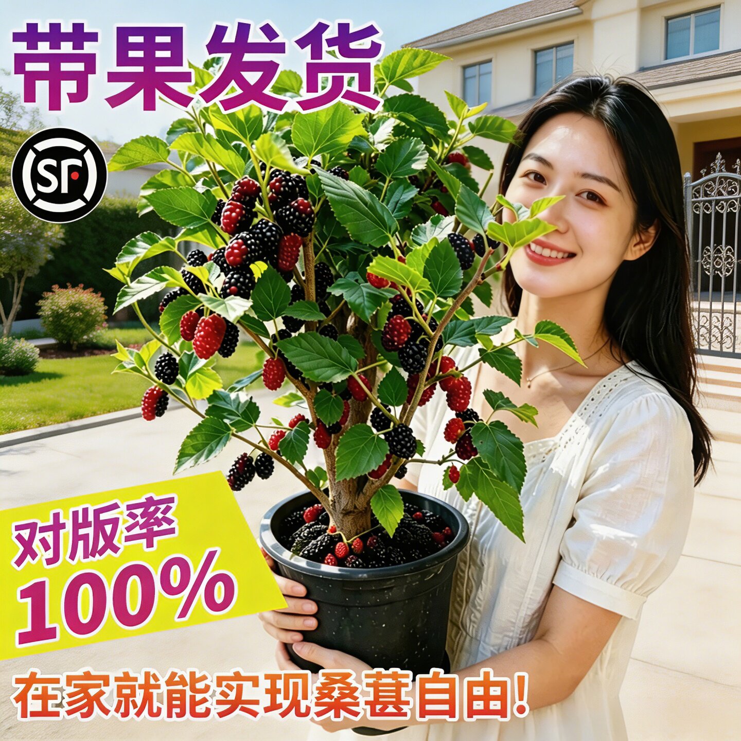 特级桑葚苗老桩白长果桑椹叶树莓苗盆栽南北方四季种植水果树果苗