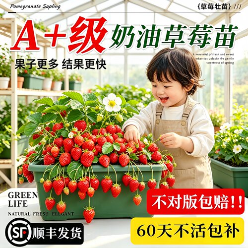 脱毒四季结果特大号草莓苗