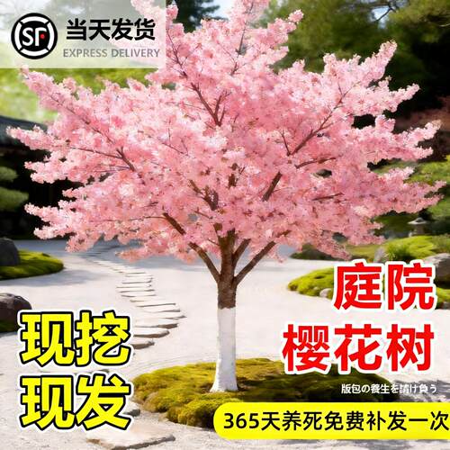 日本樱花重瓣盆栽苗庭院绿化