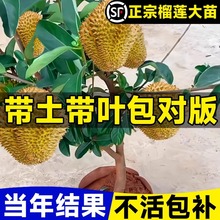 金枕榴莲树果苗南北方四季种植广西嫁接猫山王大果树盆栽当年结果