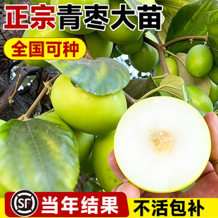 青枣大苗正宗果树苗当年结果带土球南北方种植庭院嫁接苗超甜大号