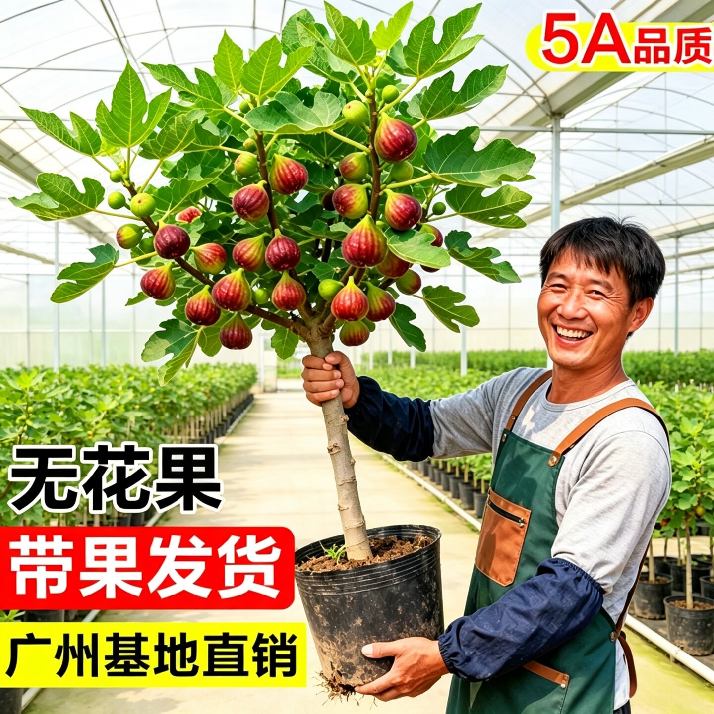 波姬红无花果老桩盆栽带果特大图片