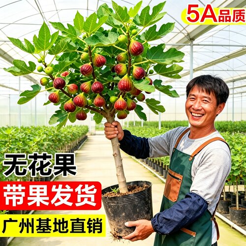 波姬红无花果老桩盆栽带果特大