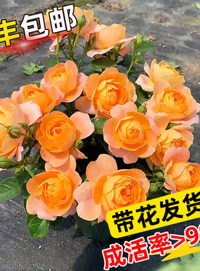 月季特大花卉灌木盆栽果汁阳台