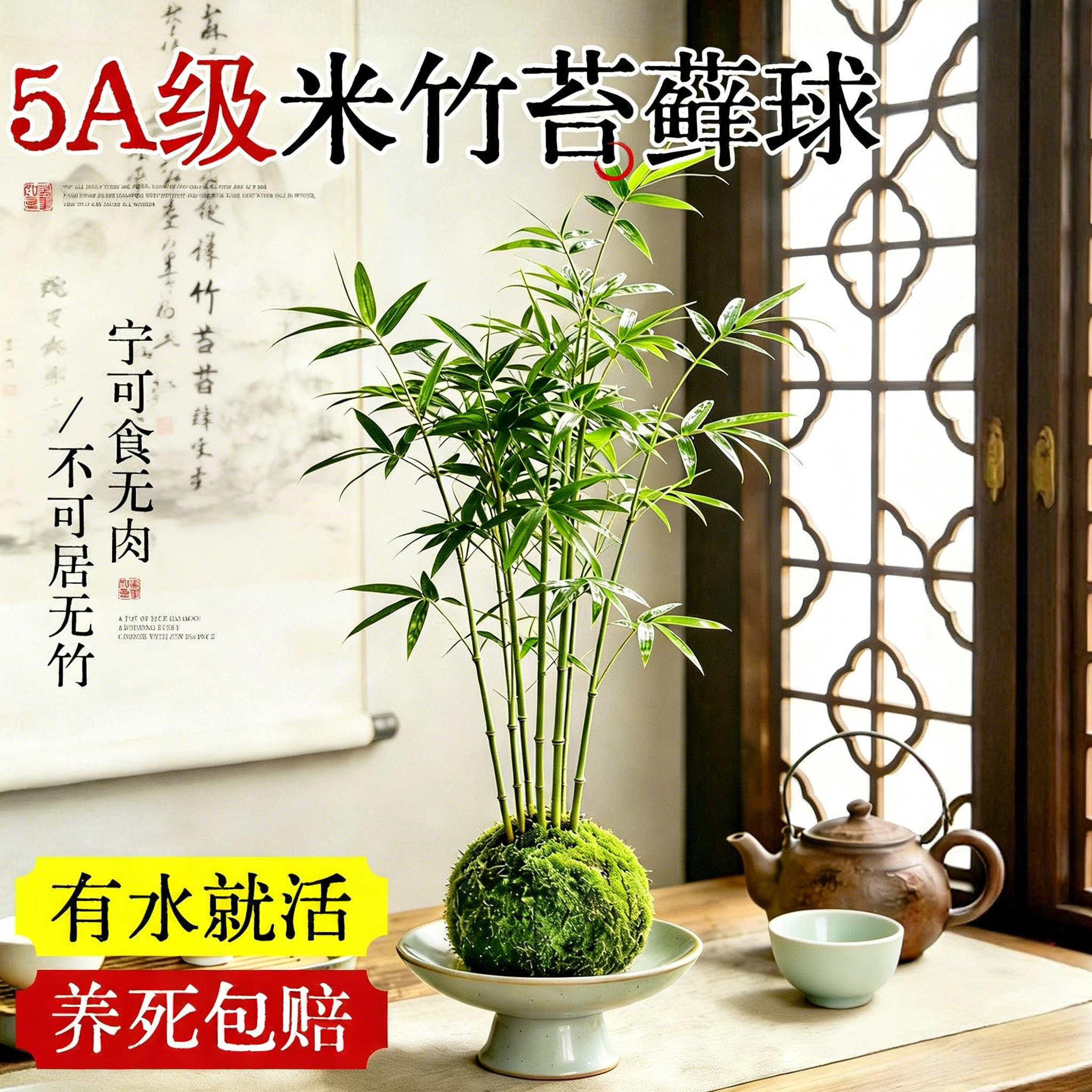 米竹苔藓球水培微观盆景植物客厅室内桌面观赏竹子盆栽鲜活绿植