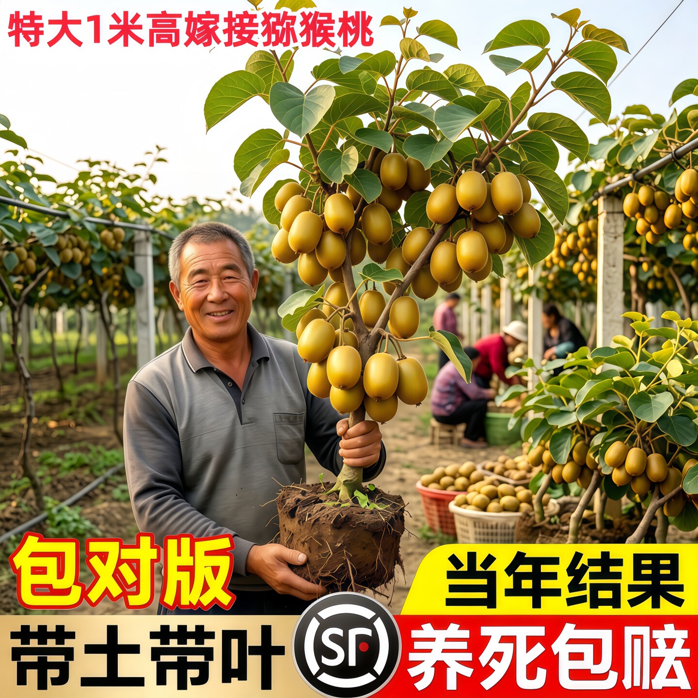 徐香猕猴桃树苗公母同株当年结果图片
